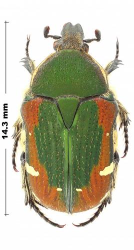 Gametis jucunda